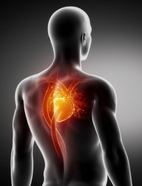 dolaşım sistemi erkek anatomisi arka x-ray görüş