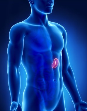 dalak erkek anatomisi anterior x-ray görüş