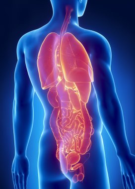 erkek organların anatomisi posterior x-ray görünümü