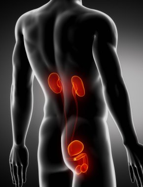 ürogenital erkek anatomisi arka x-ray görüş
