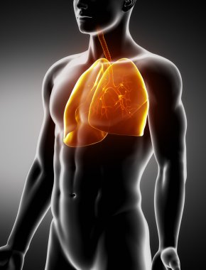 akciğerler ve nefes borusu erkek anatomisi anterior x-ray görüş
