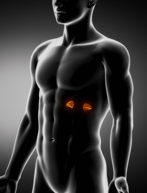Adrenal male anatomy anterior x-ray view clipart