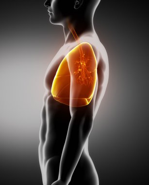 akciğerler ve nefes borusu erkek anatomisi yanal x-ray görüş
