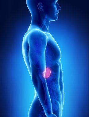 dalak erkek anatomisi yanal x-ray görüş