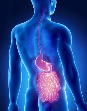 mide ve bağırsak erkek anatomisi arka x-ray görüş