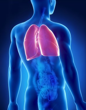 Akciğerler erkek anatomisi arka x-ray görüş