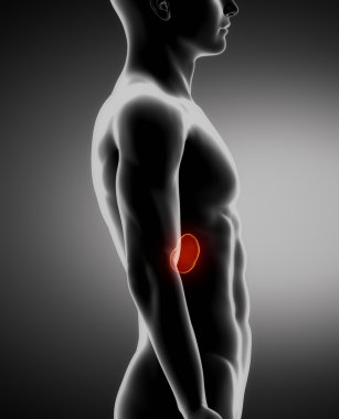 dalak erkek anatomisi yanal x-ray görüş