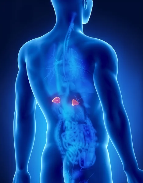 Adrenal male anatomy posterior x-ray view — Stock Photo, Image