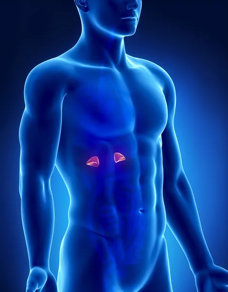 Adrenal male anatomy anterior x-ray view — Stock Photo, Image