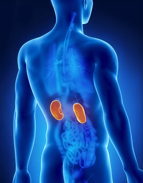 Anatomía renal masculina Vista posterior de la radiografía — Foto de Stock