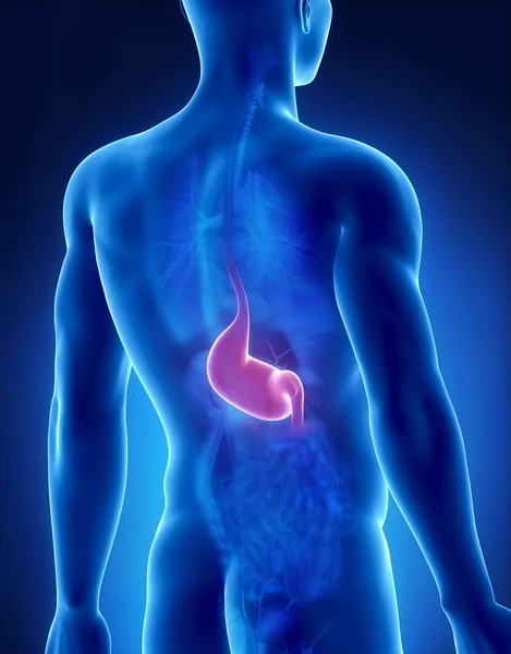 Anatomie masculine de l'estomac vue radiographique postérieure — Photo