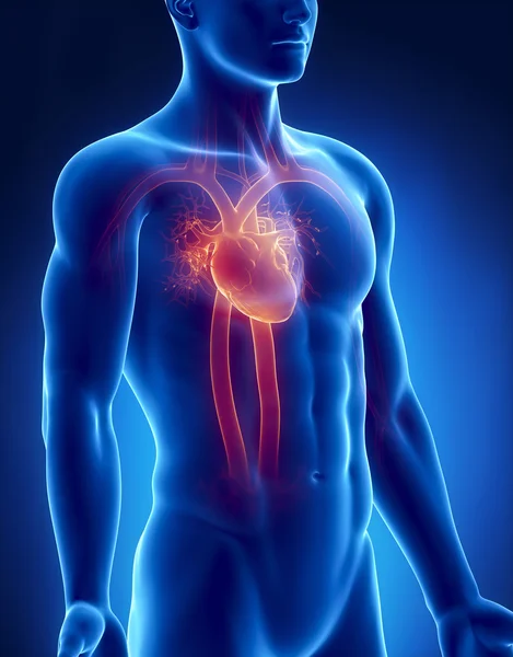 dolaşım sistemi erkek anatomisi anterior x-ray görüş