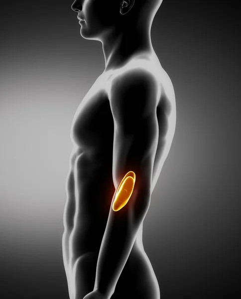 Niere männliche Anatomie seitliche Röntgenaufnahme — Stockfoto