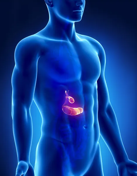Pancreas and biliary male anatomy anterior x-ray view — Stock Photo, Image