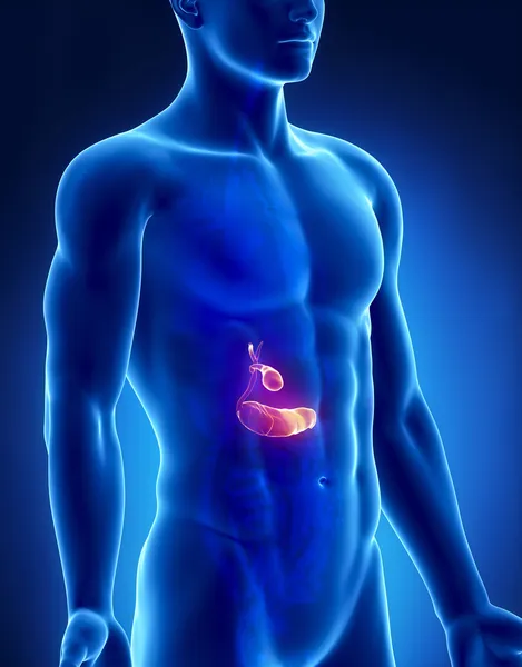 Pankreas ve safra erkek anatomisi anterior x-ray görüş — Stok fotoğraf