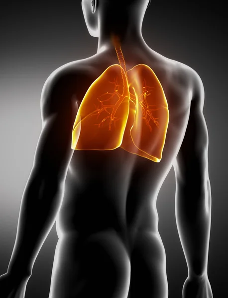 Πνεύμονες και τραχεία ανδρικού ανατομία οπίσθιο x-ray προβολή — Φωτογραφία Αρχείου
