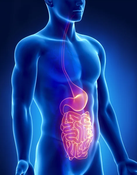 Anatomia maschile dello stomaco e dell'intestino vista a raggi X anteriore — Foto Stock