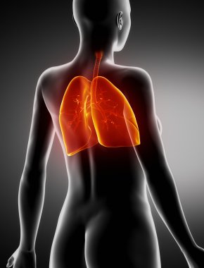 kadın akciğer ve bronşlar anatomi x-ray arkadan görünüm