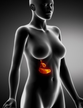kadın pankreas anatomi x-ray yan görünüm