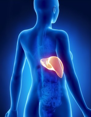 kadın karaciğer anatomi x-ray arkadan görünüm