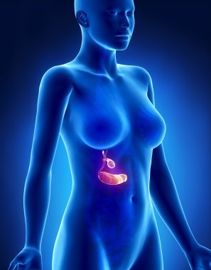 kadın pankreas anatomi x-ray yan görünüm