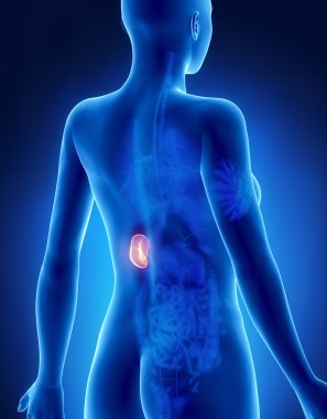 kadın dalak anatomi x-ray arkadan görünüm