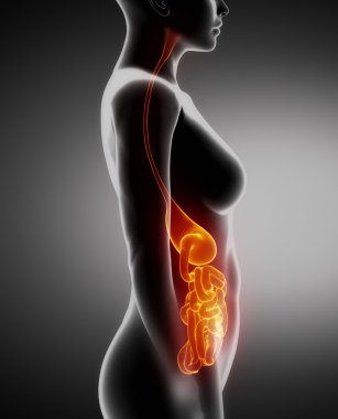 kadın mide ve akciğer anatomisi x-ışını soldan Görünüm