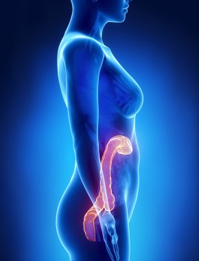kadın kolon anatomi x-ray görüş yaptı