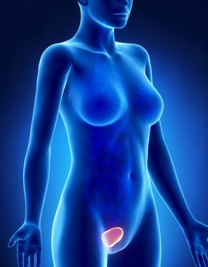 kadın Mesane Anatomisi x-ray yan görünüm