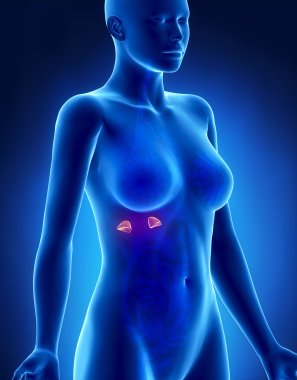 kadın adrenal anatomi x-ray yan görünüm