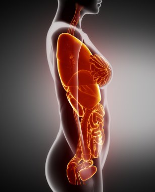 dişi organların anatomisi x-ray görünüm yaptı
