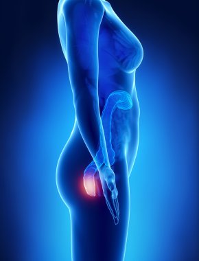 dişi hemoroid kavramı x-ray görüş yaptı