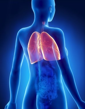 kadın akciğer ve bronşlar anatomi x-ray arkadan görünüm