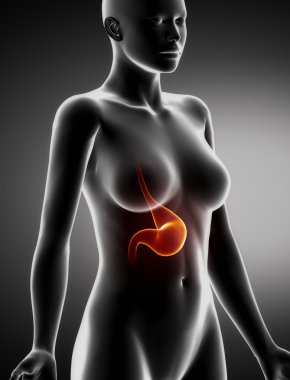 kadın mide anatomi x-ray yan görünüm