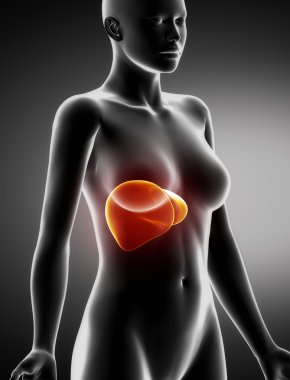 kadın karaciğer anatomi x-ray yan görünüm