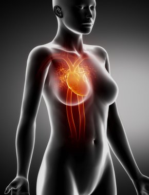 kadın kalp anatomi x-ray yan görünüm