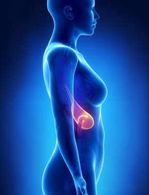 kadın mide anatomi x-ray görüş yaptı