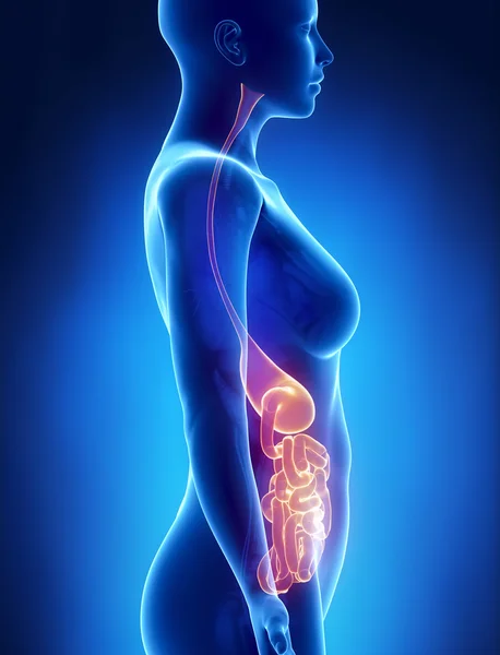 女性の胃と肺の解剖学 x 線左ビュー — ストック写真
