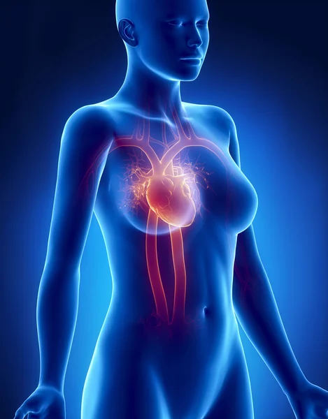 Vrouwelijke hart anatomie x-ray zijdelingse weergave — Stockfoto