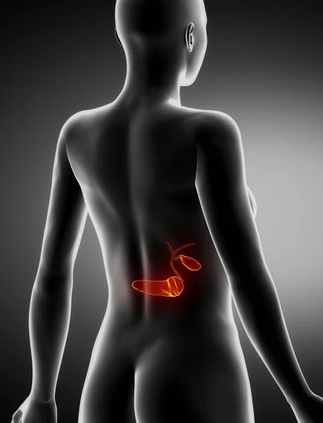 Anatomia femminile PANCREAS vista posteriore a raggi X — Foto Stock