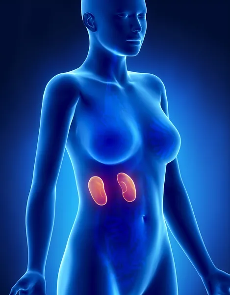 Vrouwelijke nier anatomie x-ray zijdelingse weergave — Stockfoto