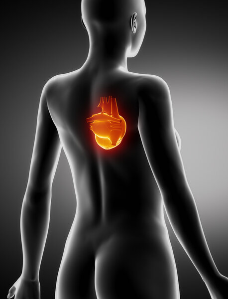 Рентгеновский обзор женского сердца
