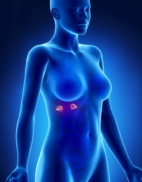 Anatomia ADRENAL femminile vista laterale a raggi X — Foto Stock