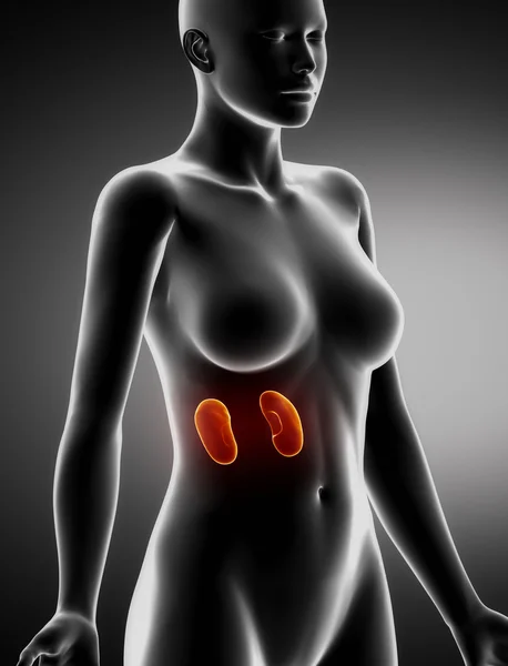 Female KIDNEY anatomy x-ray lateral view — Stock Photo, Image