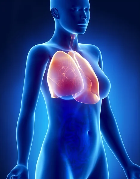 Vrouwelijke longen en bronchiën anatomie x-ray zijdelingse weergave — Stockfoto