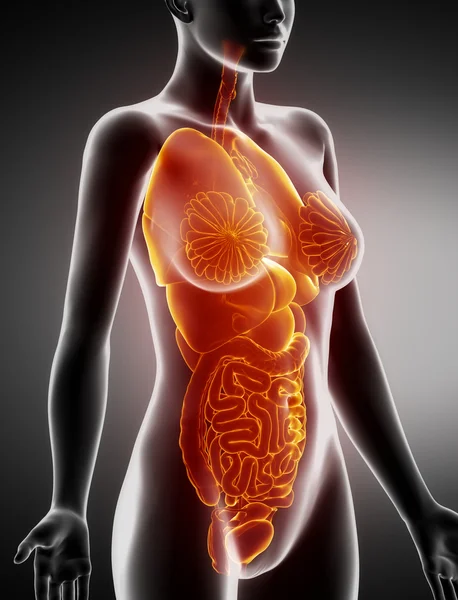 Anatomie weiblicher Organe Röntgen-Seitenansicht — Stockfoto