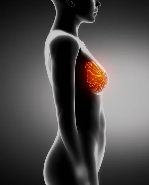Vrouwelijke borst anatomie x-ray weergave links — Stockfoto