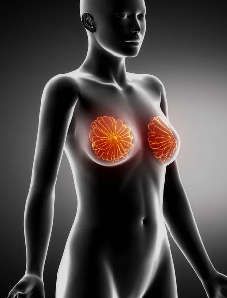 Female BREAST anatomy x-ray lateral view — Stock Photo, Image