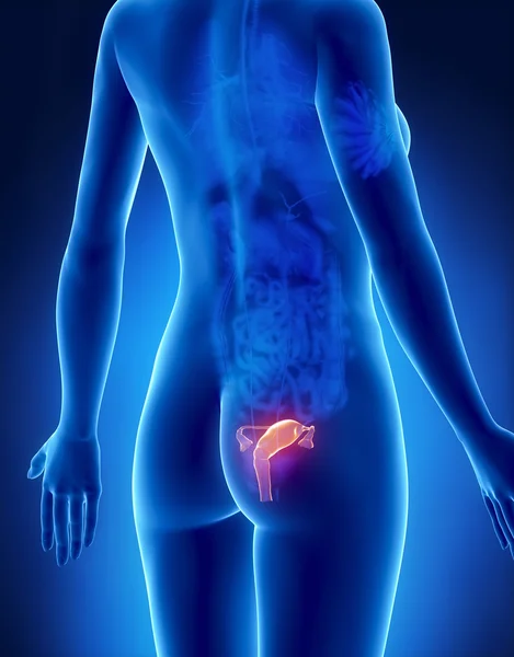 Ženské dělohy anatomie x-ray zadní pohled — Stock fotografie