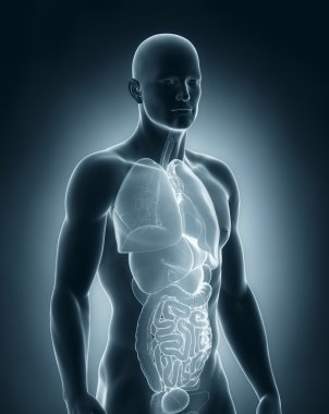 erkek organların anatomisi